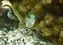 46- Le canthigaster a selle noire au regard hypnotisant - Passe de Kouare